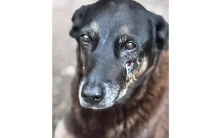 Ribercon - Hospital veterinário municipal passa a funcionar 24 horas em São Paulo