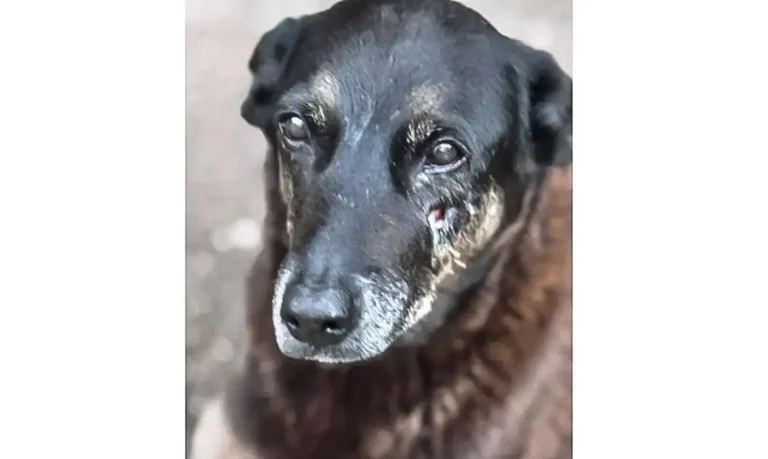 Hospital veterinário municipal passa a funcionar 24 horas em São Paulo